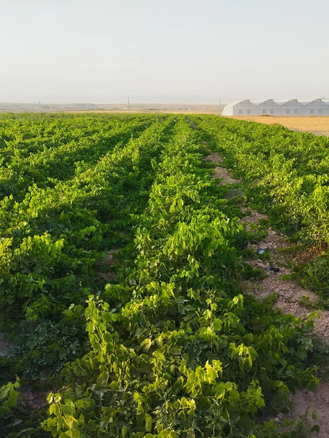 نهال انگور با ضمانت کتبی|خدمات باغبانی و درختکاری|تاکستان, |دیوار