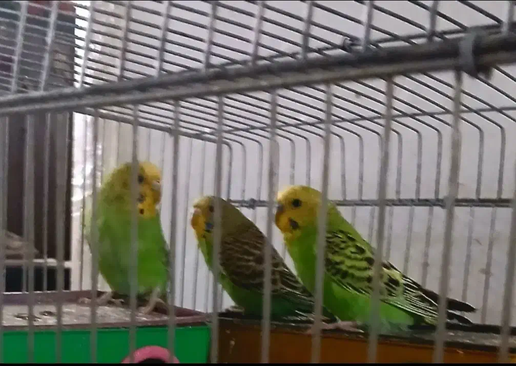 ۳عدد مرغ عشق دوتا ماده یکی نره همه باهم میفروشم|پرنده|بندرعباس, |دیوار