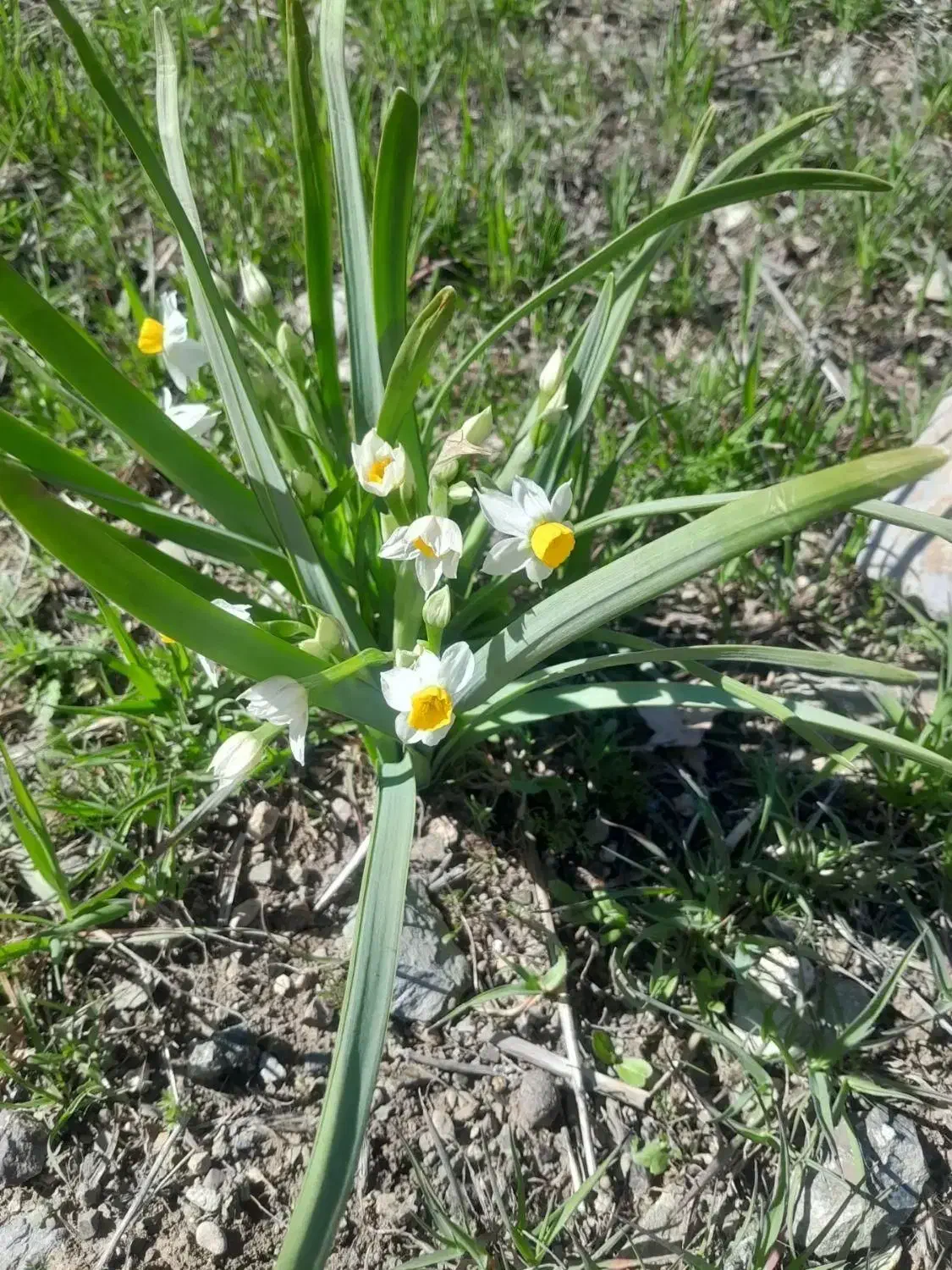 نظافتچی روزانه هستم|خدمات نظافت|تهران, ظفر|دیوار