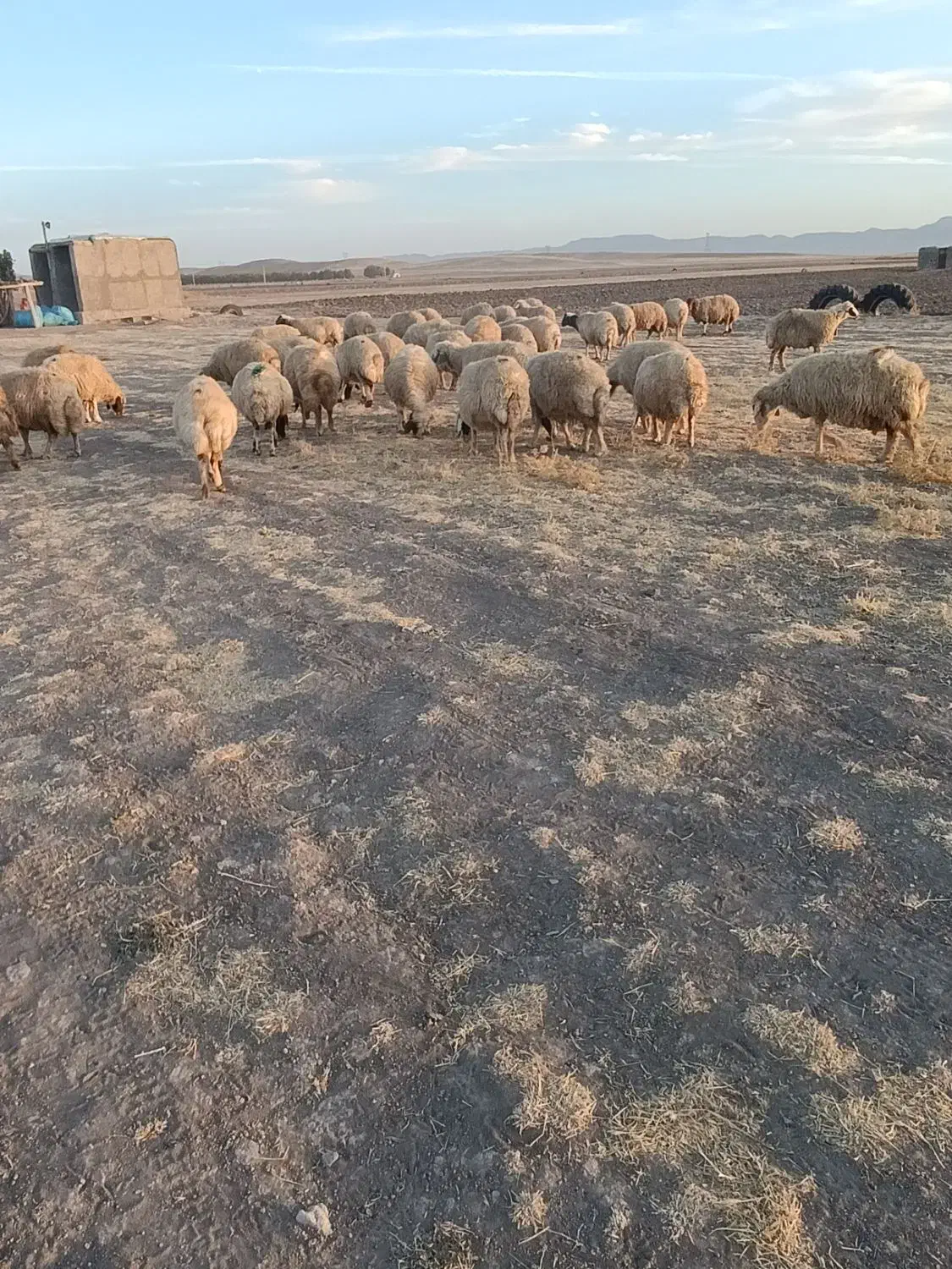 گوسفند میش|حیوانات مزرعه|ماهیدشت, |دیوار