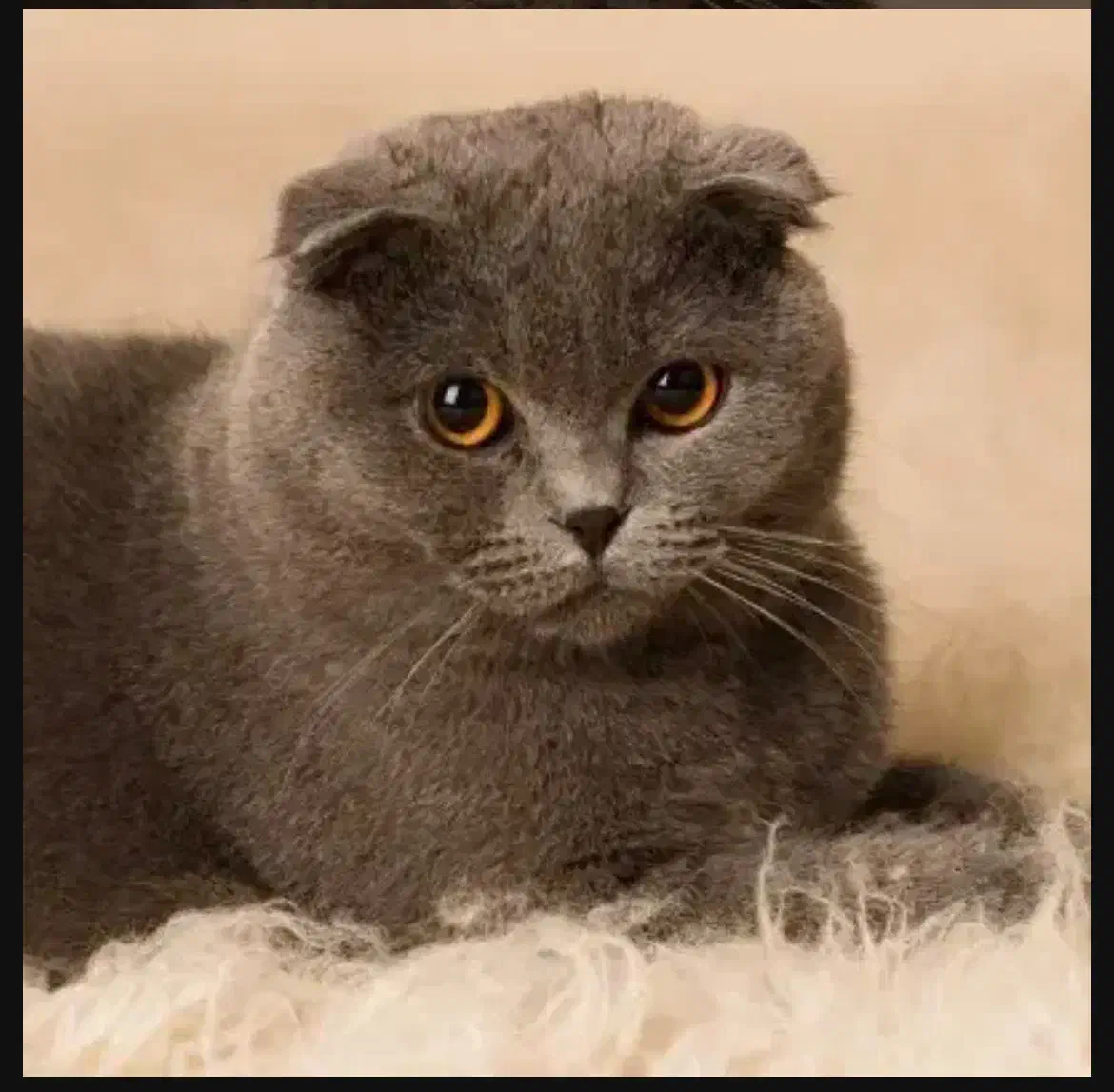 گربه اسکاتیش فولد بلو و سفید|گربه|کرمانشاه, |دیوار