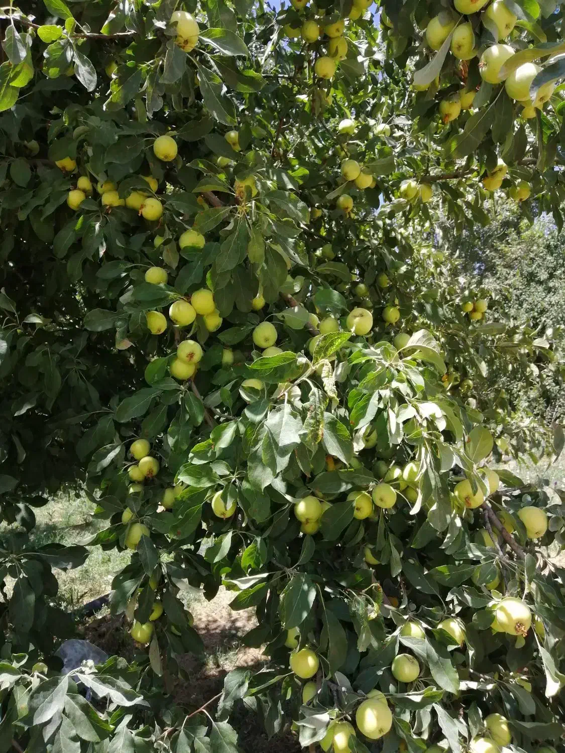 باغ ویلا همه چی تکمیل (بولاغ)|فروش زمین و ملک کلنگی|صالح آباد, |دیوار