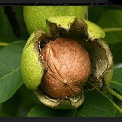 گردو کاملا خشک وپرچرب تویسرکان|خوردنی و آشامیدنی|تهران, امام حسین|دیوار