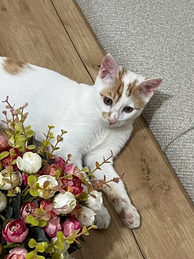 گربه گمشده نر|حیوانات|سقز, |دیوار