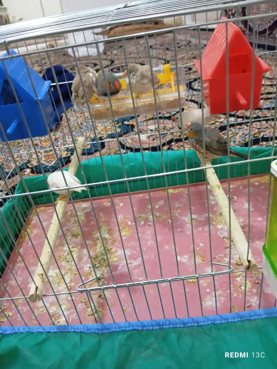 فنج|پرنده|کوهدشت, |دیوار