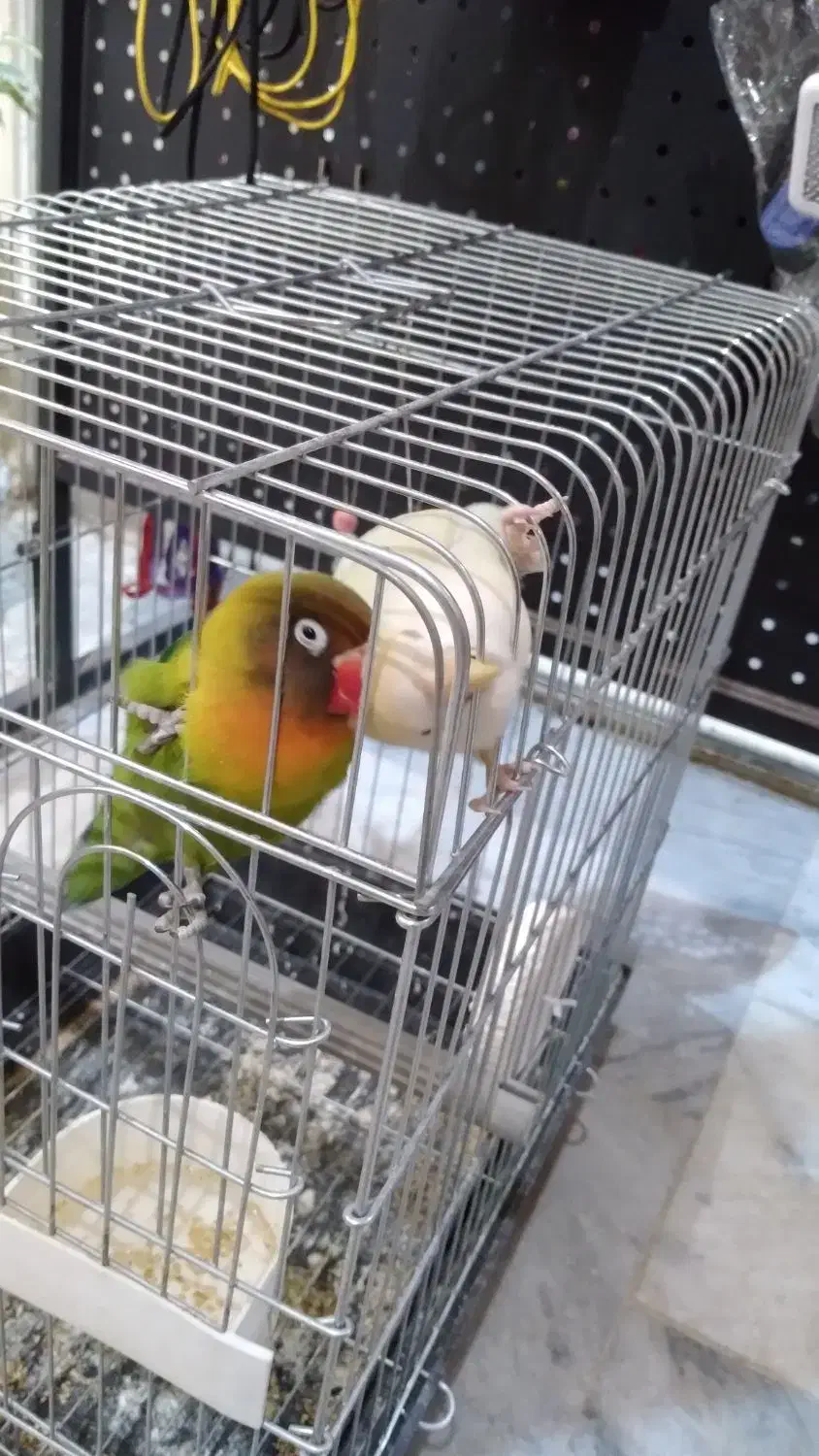 طوطی برزیلی نروماده|پرنده|بروجرد, |دیوار