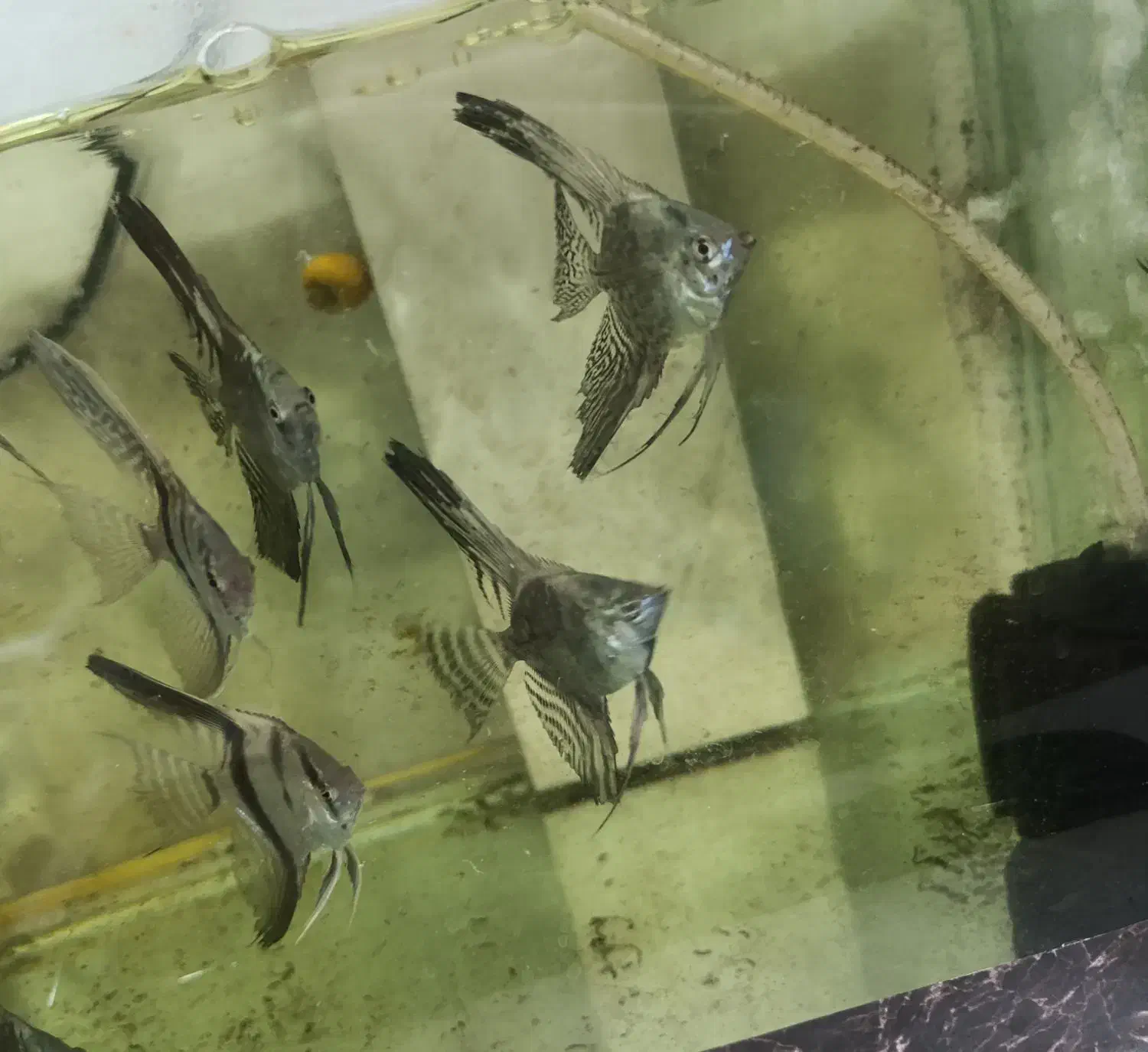 فروش آنجل|ماهی|مسجد سلیمان, |دیوار