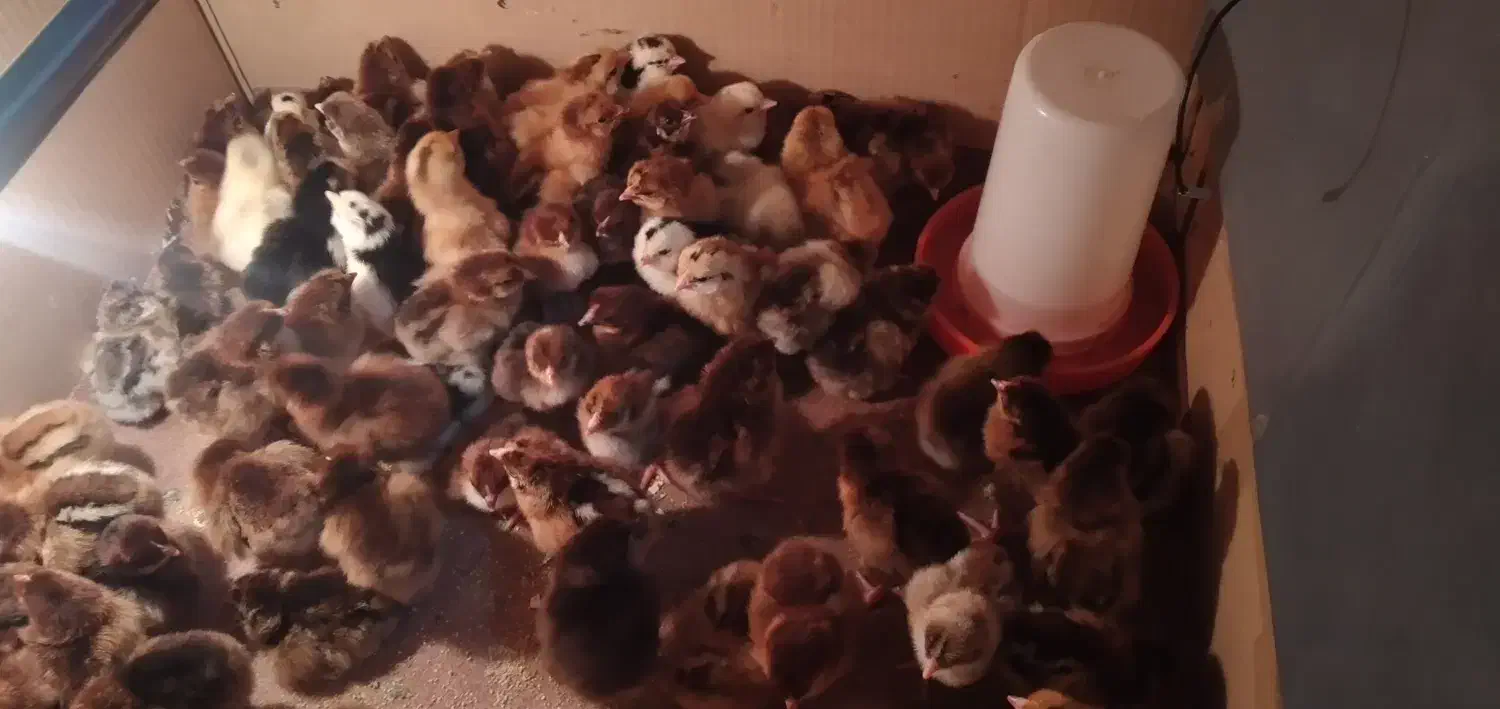 جوجه یک روزه گلپایگان و گلین|حیوانات مزرعه|آمل, |دیوار