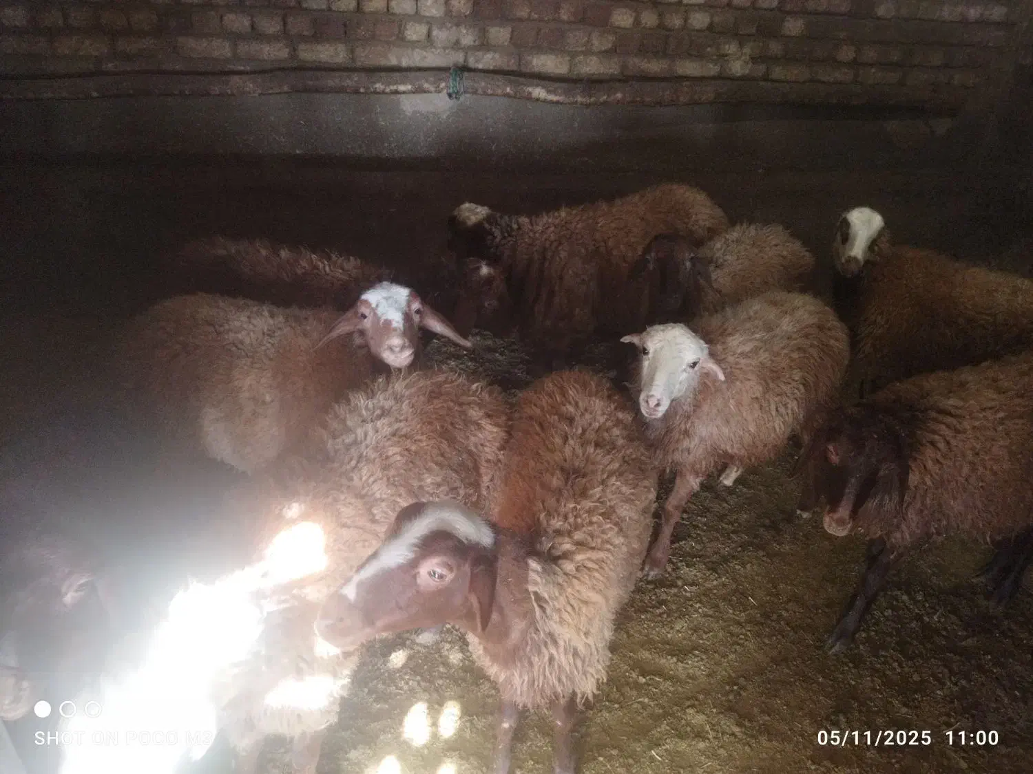 بره‌داشتی|حیوانات مزرعه|پیر سلیمان, |دیوار