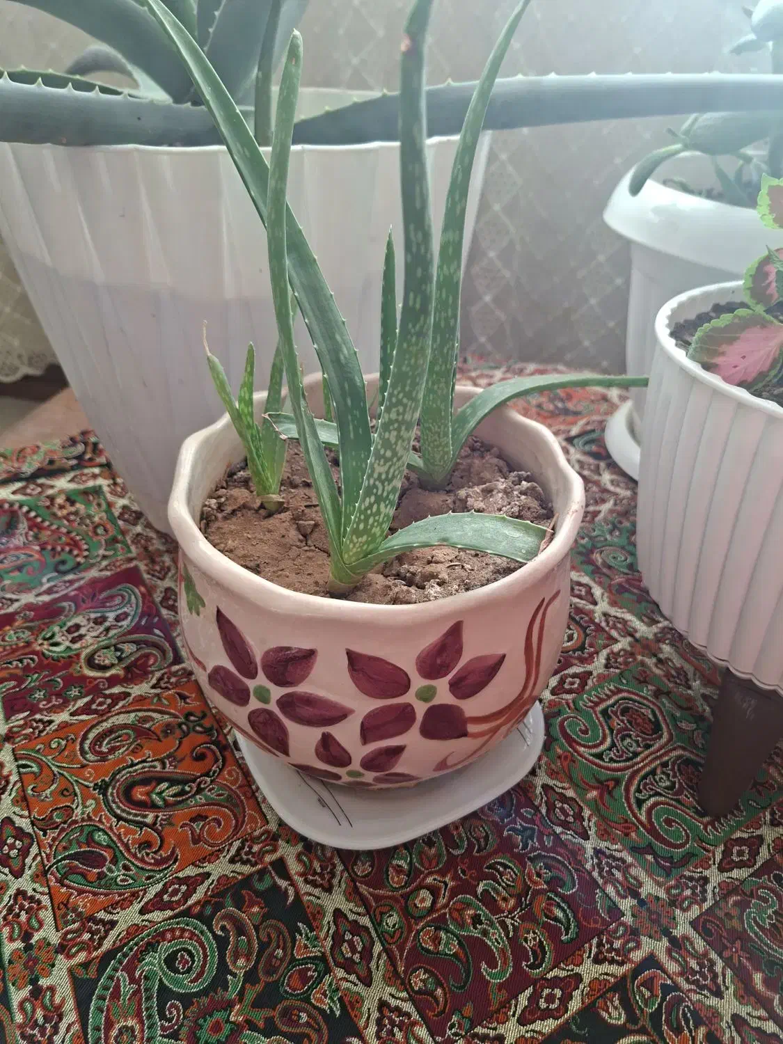 گل و گلدان|گل و گیاه طبیعی|الوند, |دیوار