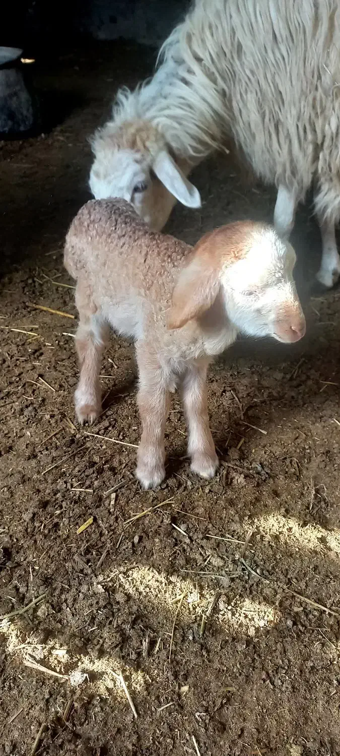 بره با کوسفند|حیوانات مزرعه|مشگین شهر, |دیوار