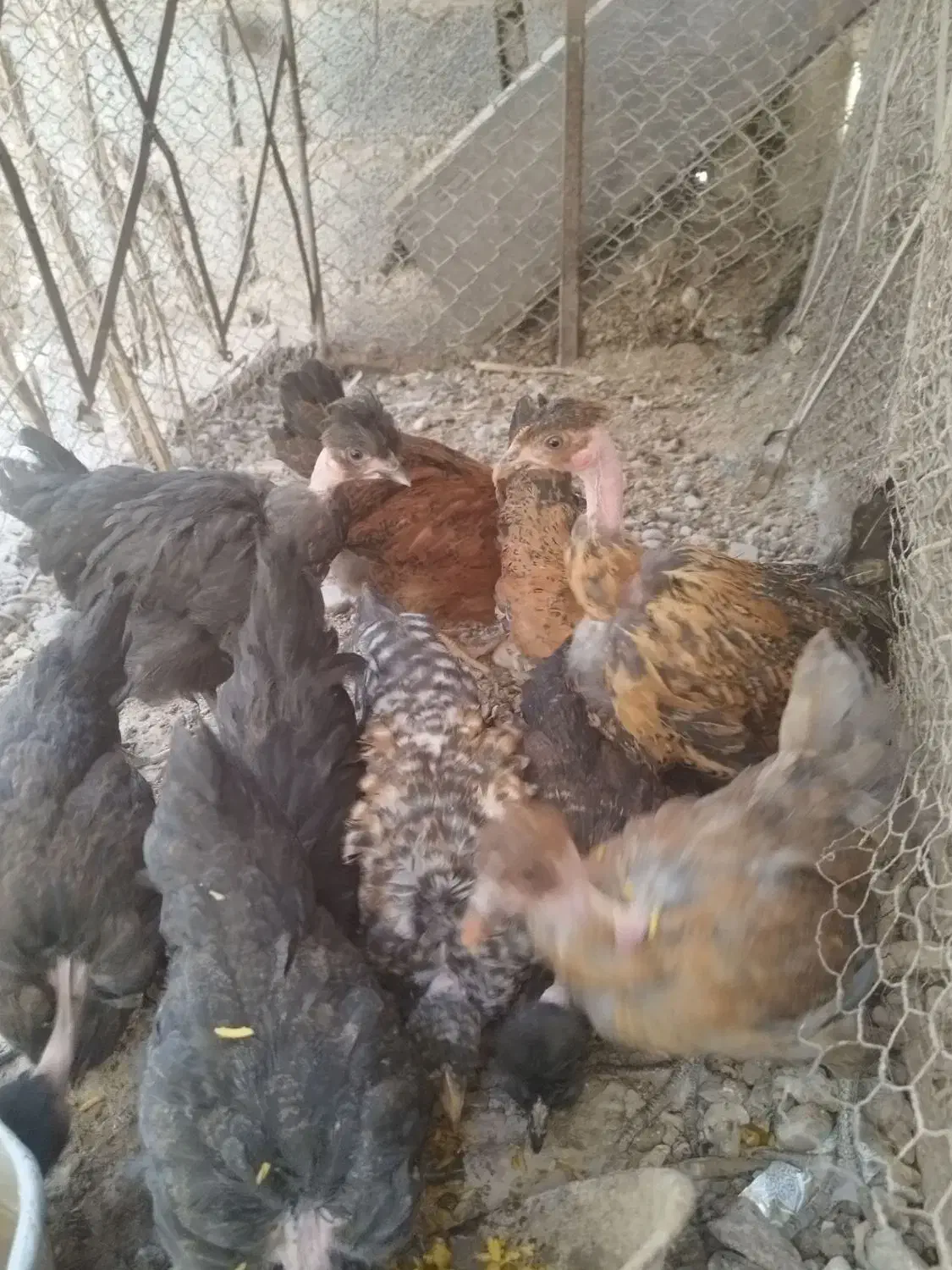 جوجه گردن لخت|حیوانات مزرعه|کرمان, |دیوار