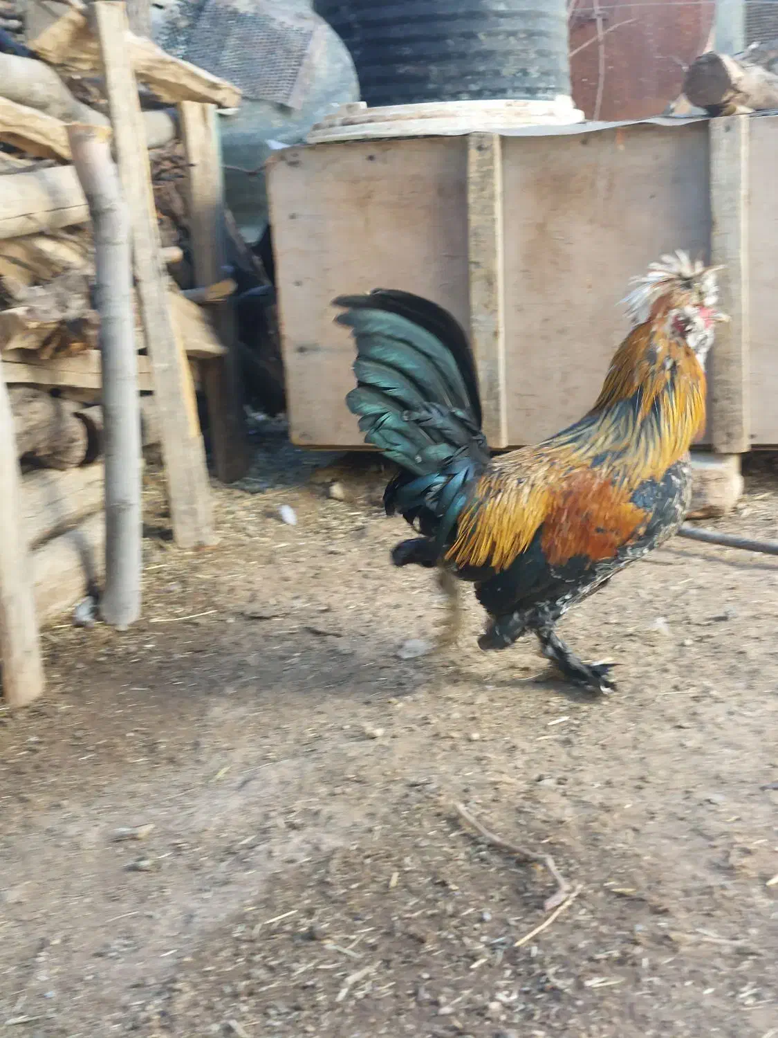 خروس سلطان|حیوانات مزرعه|سنندج, |دیوار