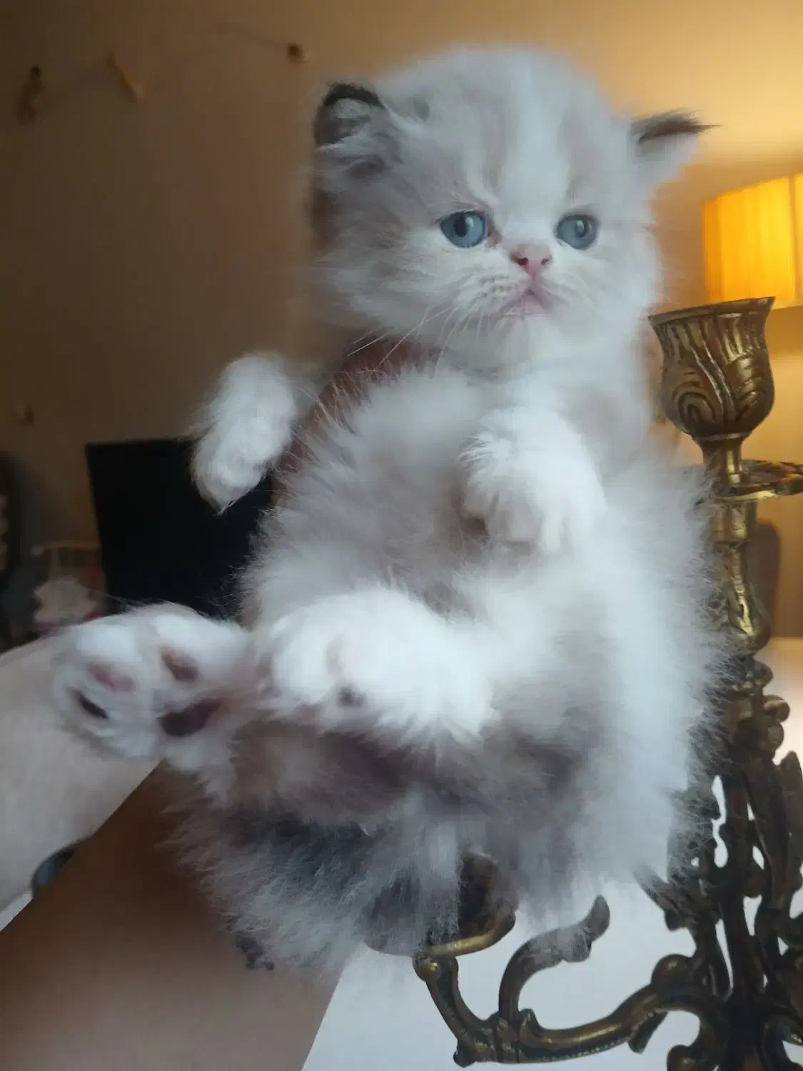 گربه پرشین دوماهه اصیل|گربه|رشت, گلسار|دیوار