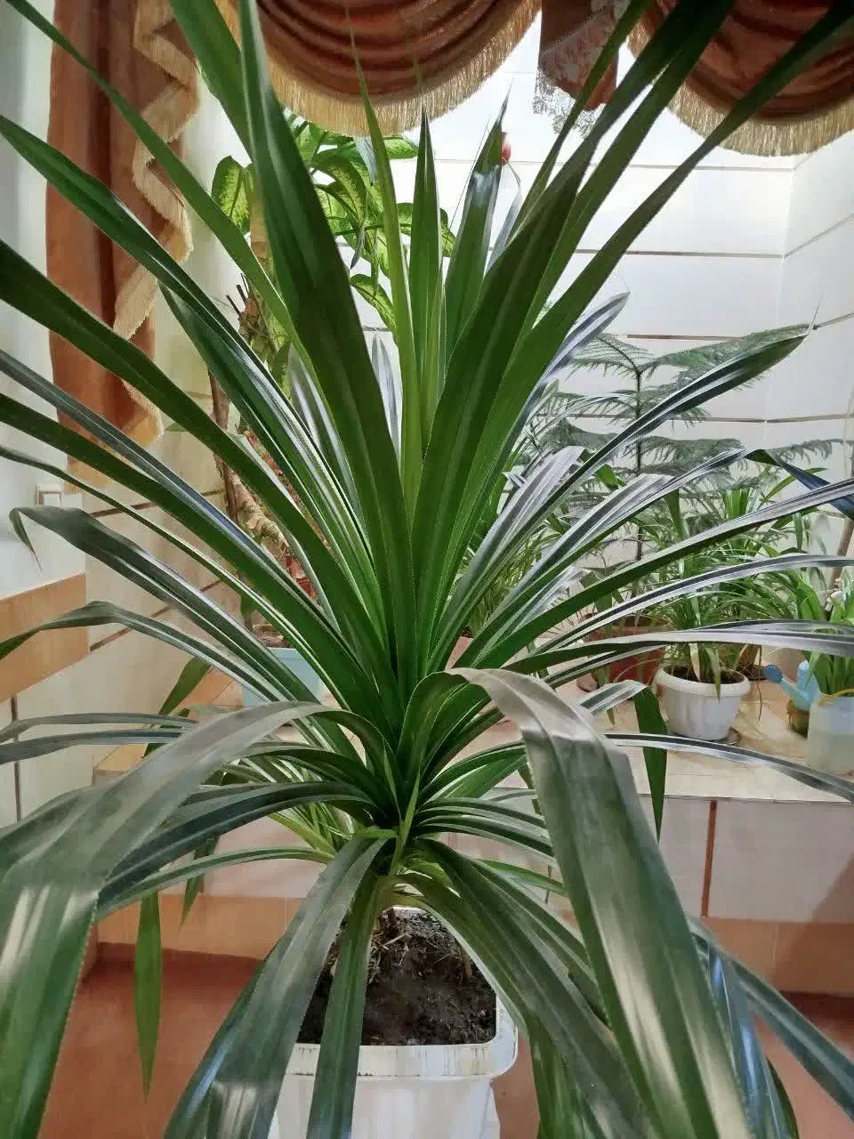 فروش گل پاندانوس|گل و گیاه طبیعی|گلپایگان, |دیوار