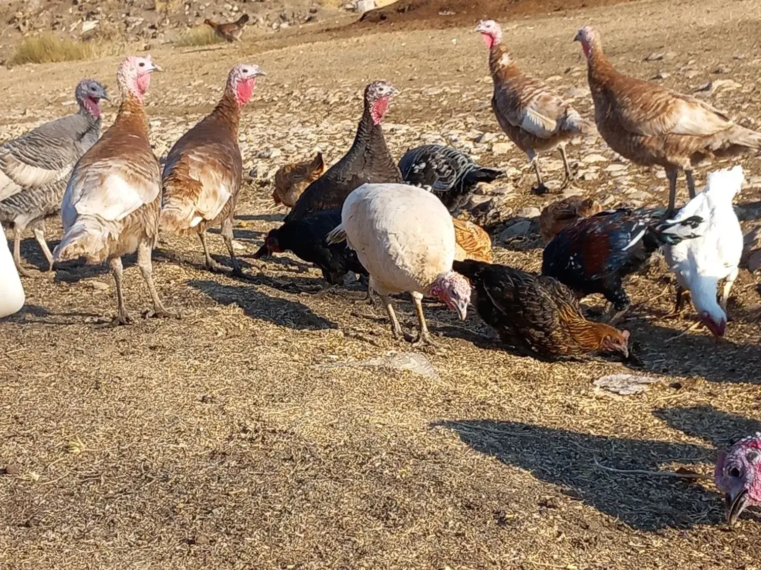 بوقلمون|حیوانات مزرعه|روانسر, |دیوار