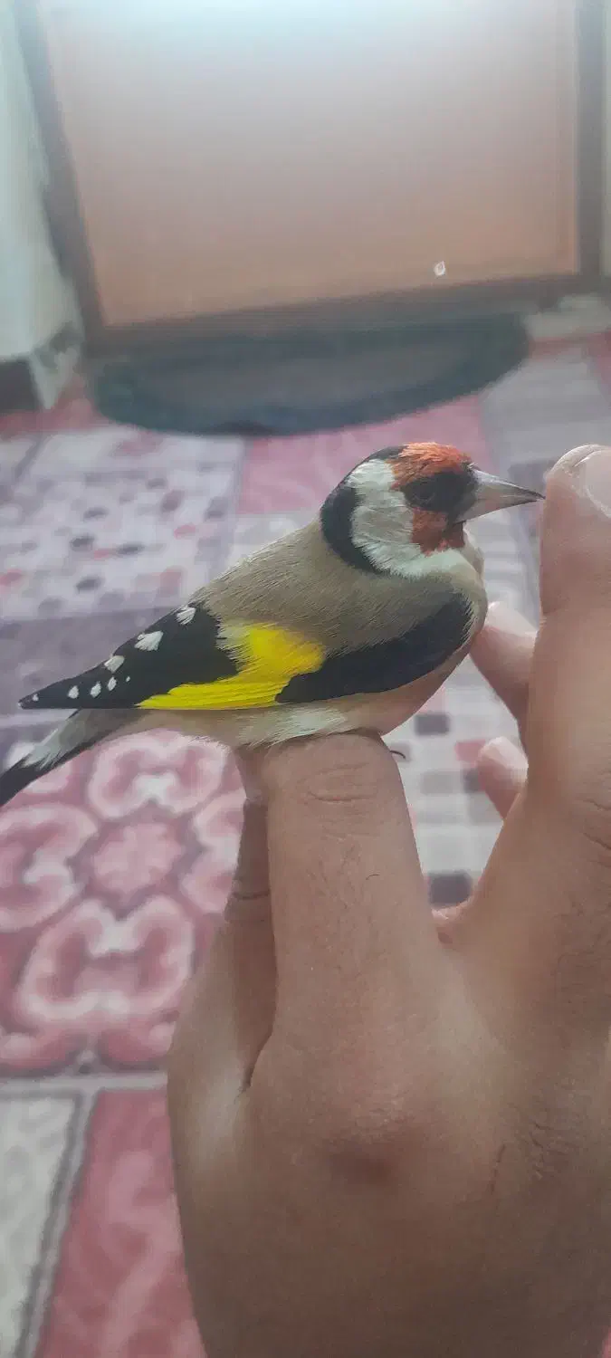 سهره باغی|پرنده|دورود, |دیوار