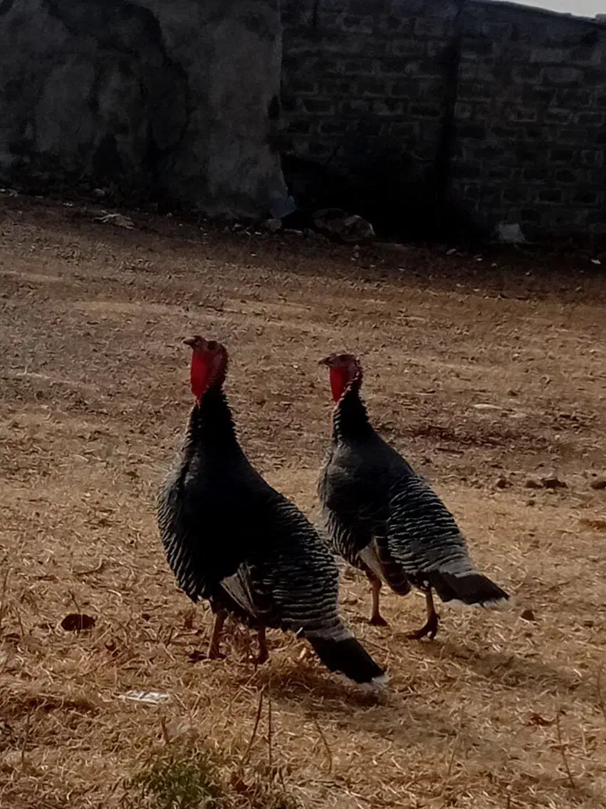 بوقلمون|حیوانات مزرعه|روانسر, |دیوار