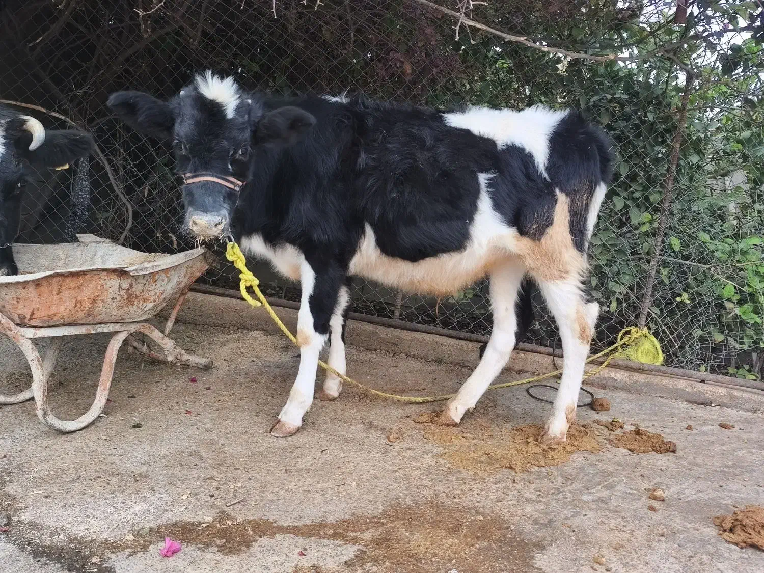 گوساله نر|حیوانات مزرعه|اندیکا, |دیوار