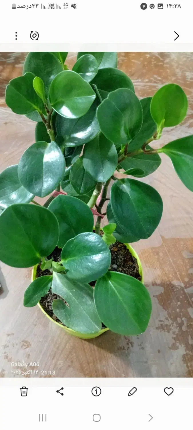 گل خونه گوچک  ۵۰تو ۱۰۰ت|گل و گیاه طبیعی|بجنورد, |دیوار