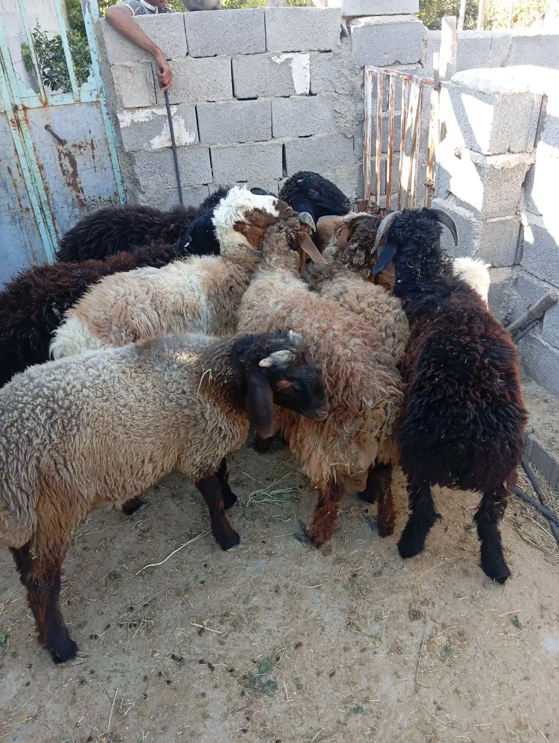 ده عدد بره نر و ماده|حیوانات مزرعه|جنت, |دیوار