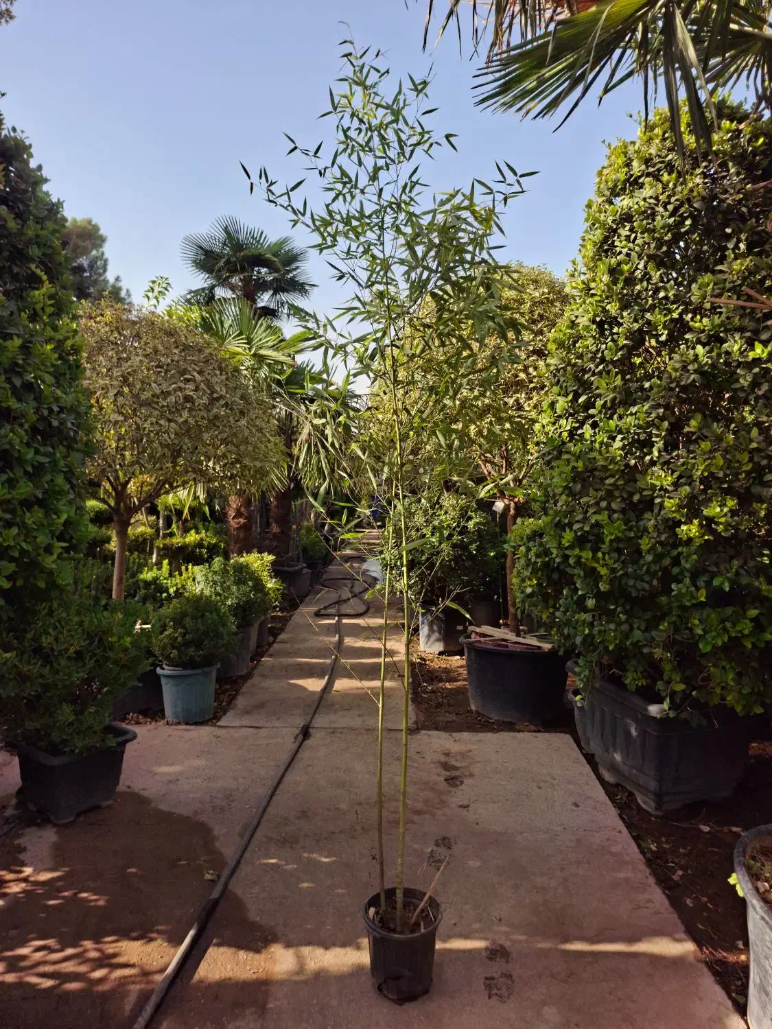 گیاه نی خیزران|گل و گیاه طبیعی|تهران, عباسآباد|دیوار