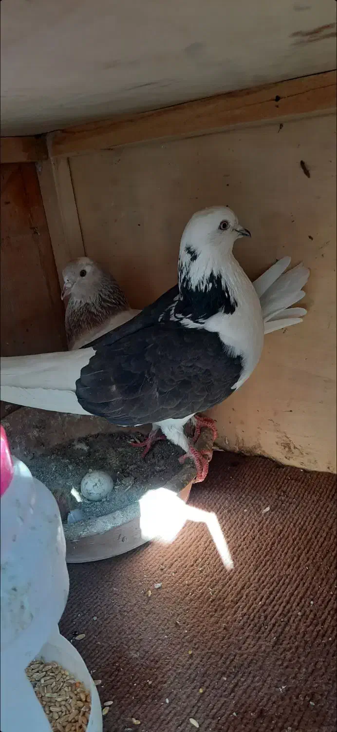 پرنده|پرنده|ساوه, |دیوار