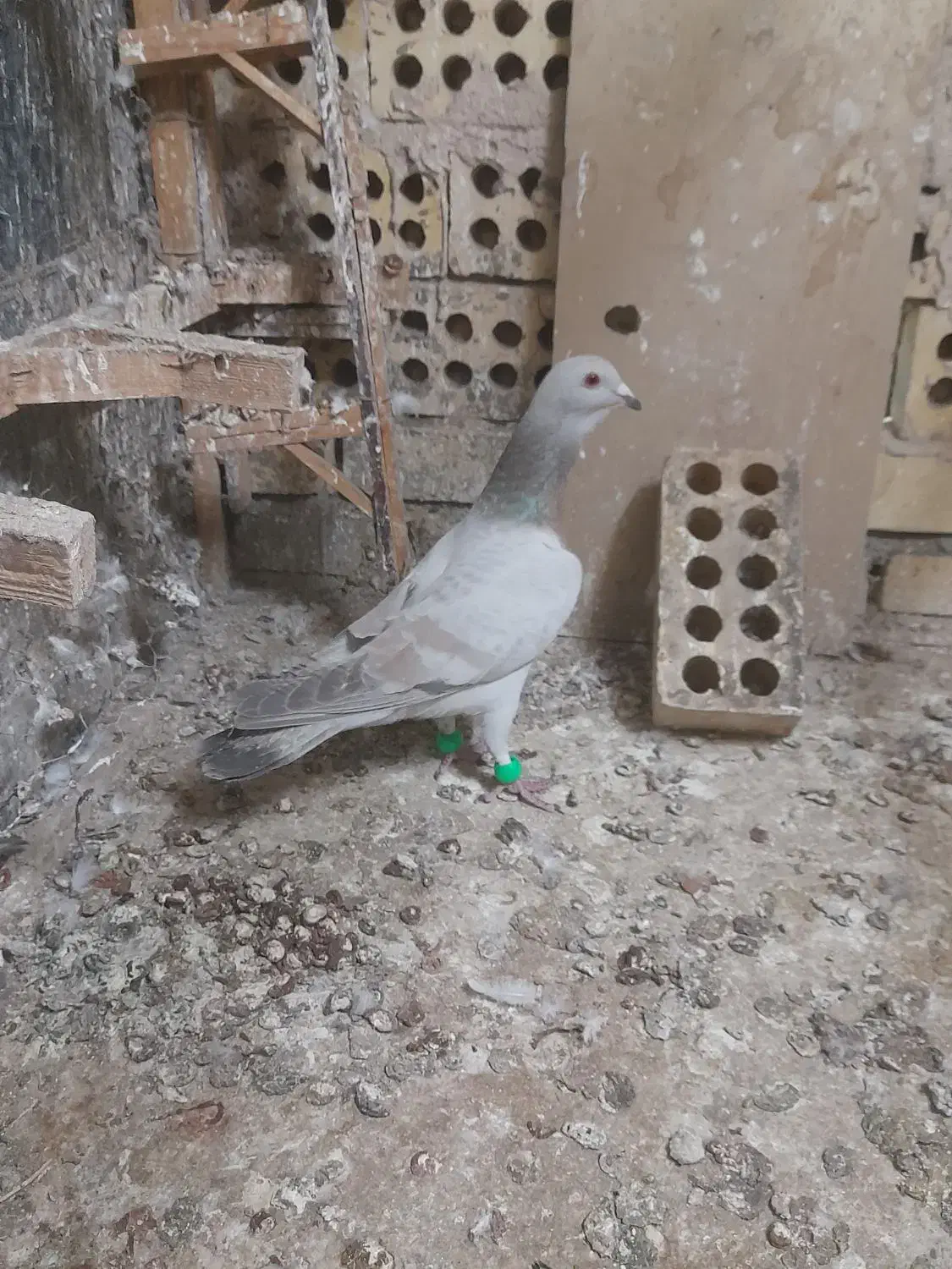 ۲تا کفتر بومب|حیوانات|مشهد, نوید|دیوار