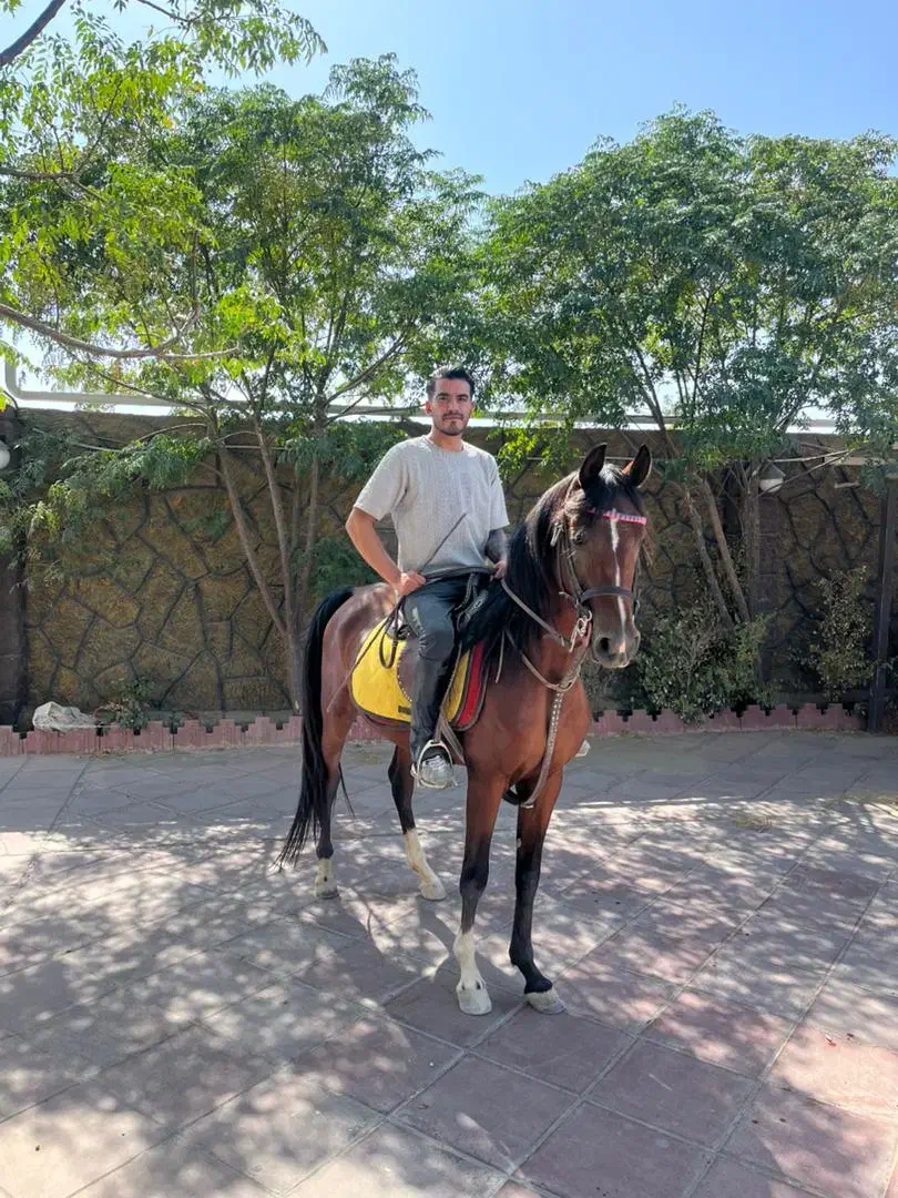 اسب عرب|اسب و تجهیزات اسبسواری|شهریار, شهرک شاهد|دیوار