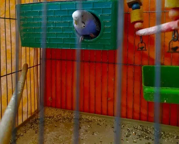 مرغ عشق|پرنده|جیرفت, |دیوار