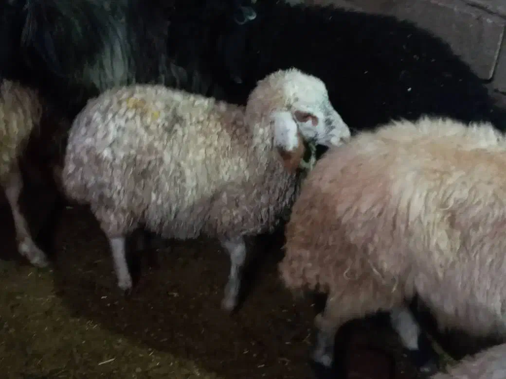 گوسفند|حیوانات مزرعه|لالی, |دیوار