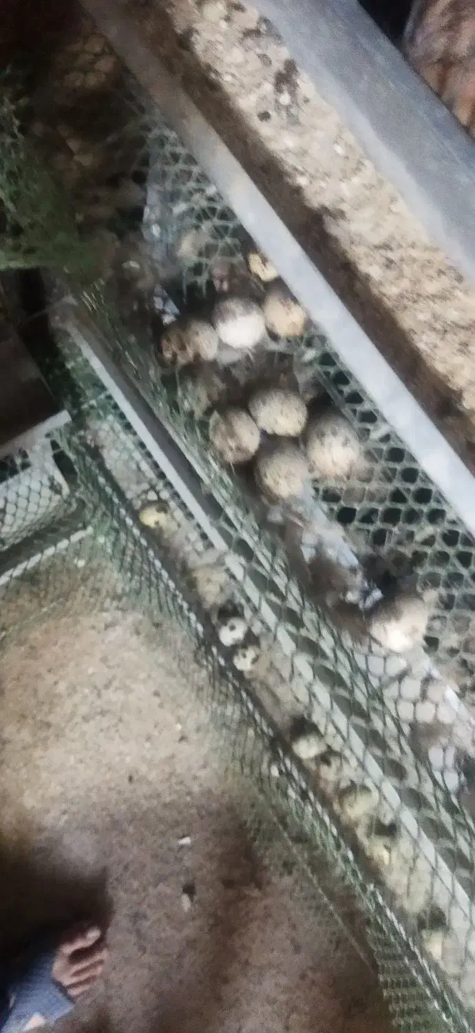 تخم بلدرچین نطفه دار|حیوانات مزرعه|زاهدان, |دیوار