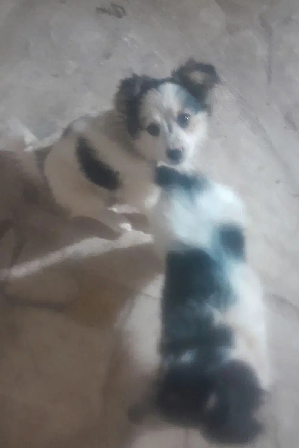 سگ پاکوتاه|سگ|کرمان, |دیوار