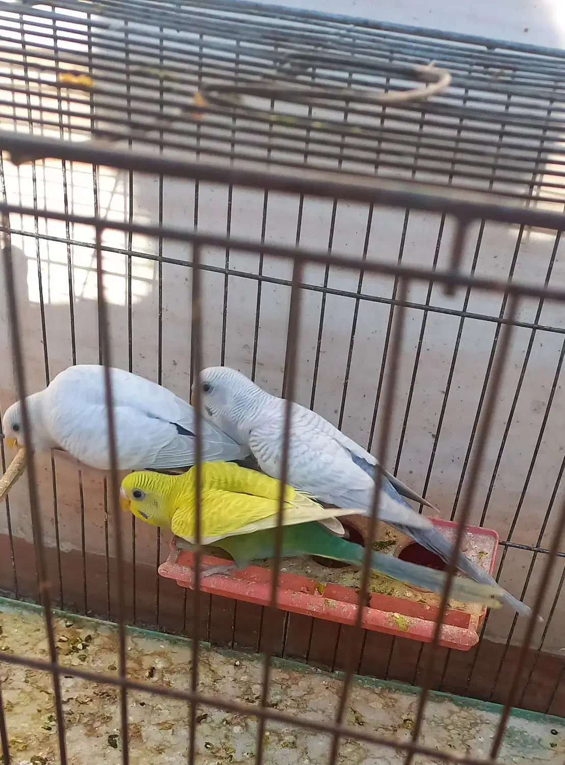 جوجه مرغ عشق|پرنده|اندیمشک, |دیوار