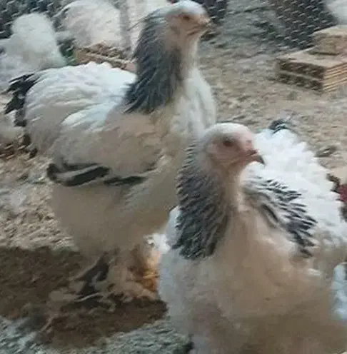 تخم مرغ نطفه دار برهما وایت اصل|حیوانات مزرعه|اردکان, |دیوار