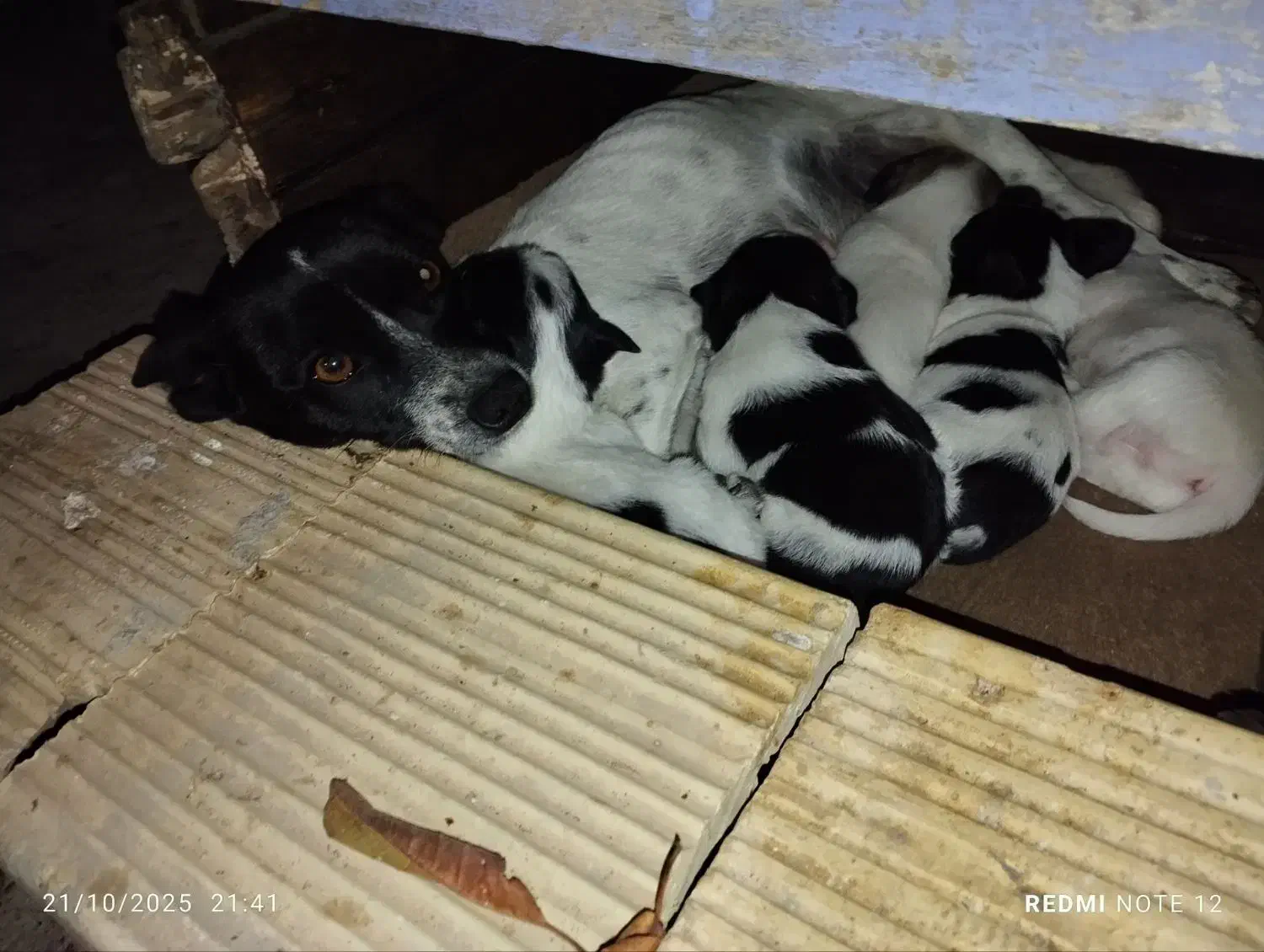 توله سگ پاکوتاه نژاد شیواوا|سگ|کرمانشاه, |دیوار