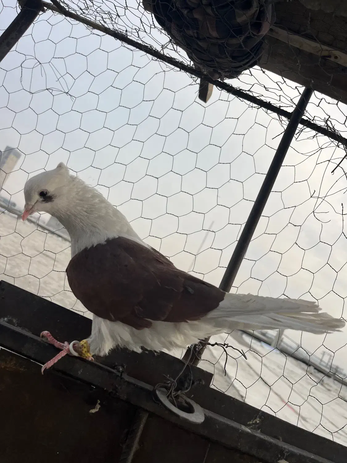 دوکت سرخ نر طوقی ماده|پرنده|قزوین, |دیوار