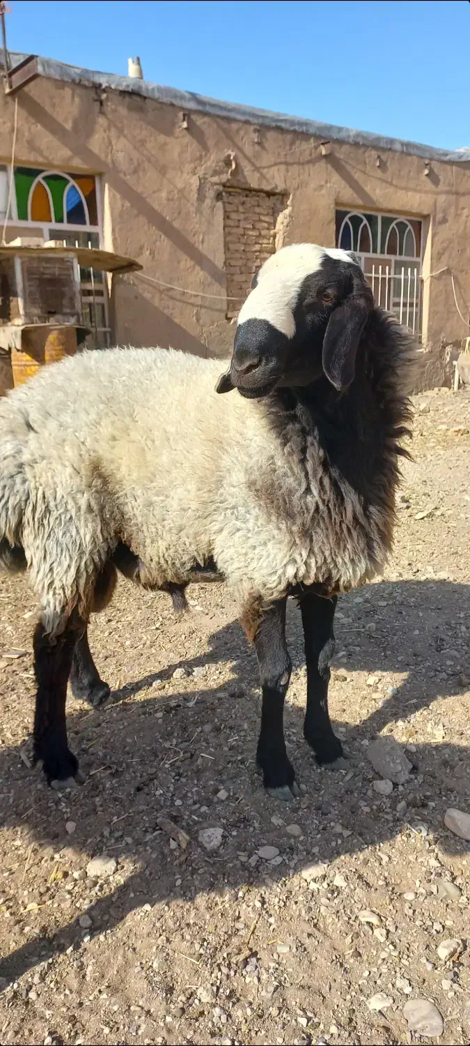 بره قوچی بسیار زیبا|حیوانات مزرعه|تاکستان, |دیوار