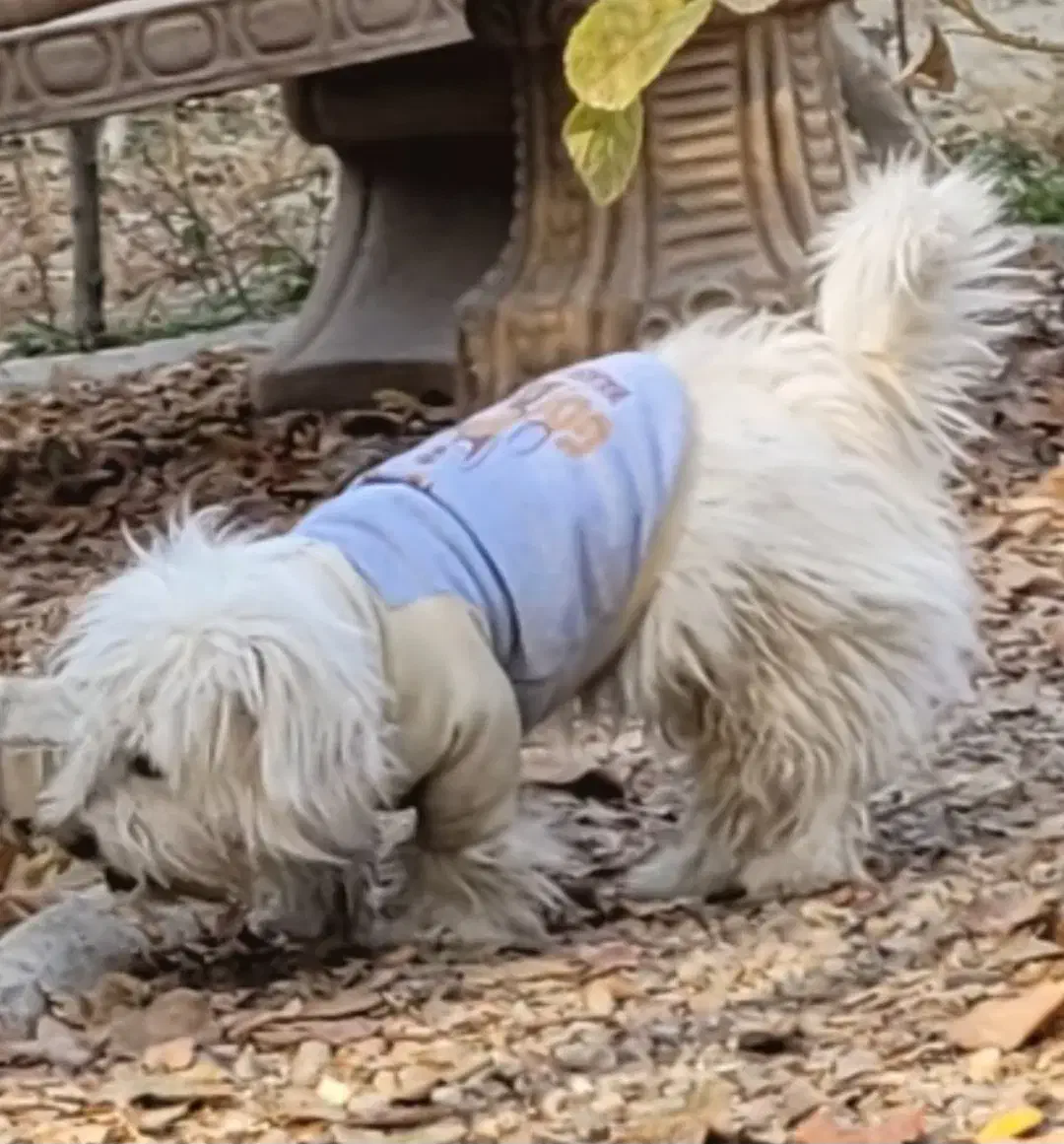 سگ نر نژاد شیتزو گمشده|حیوانات|شهریار, کهنز|دیوار