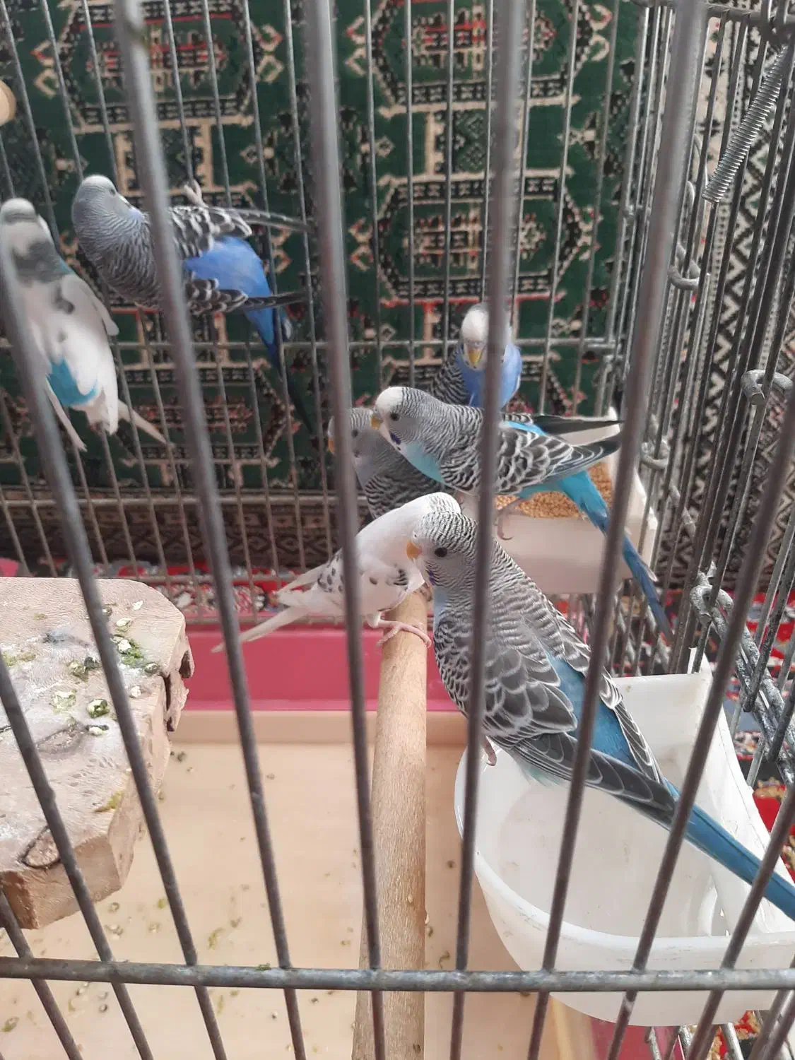 مرغ عشق|پرنده|قزوین, |دیوار