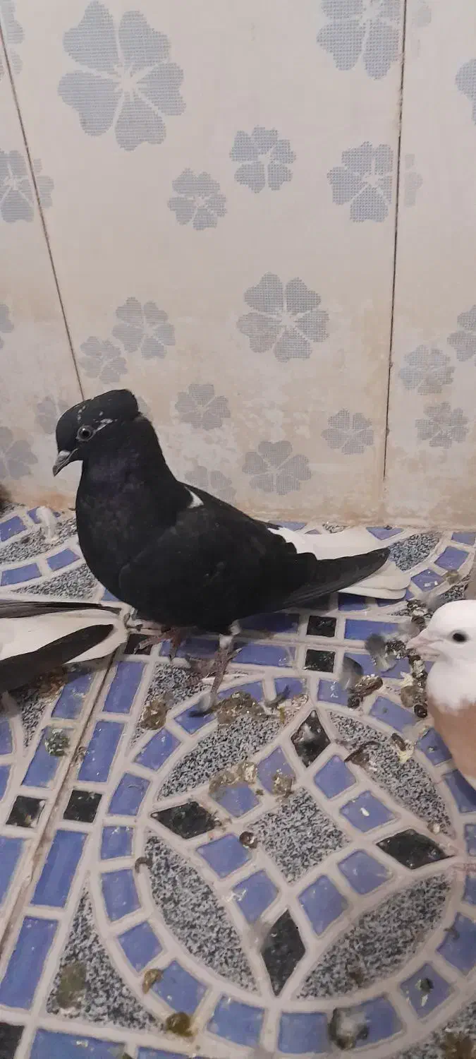 کبوتر رنگی|پرنده|کارون, |دیوار