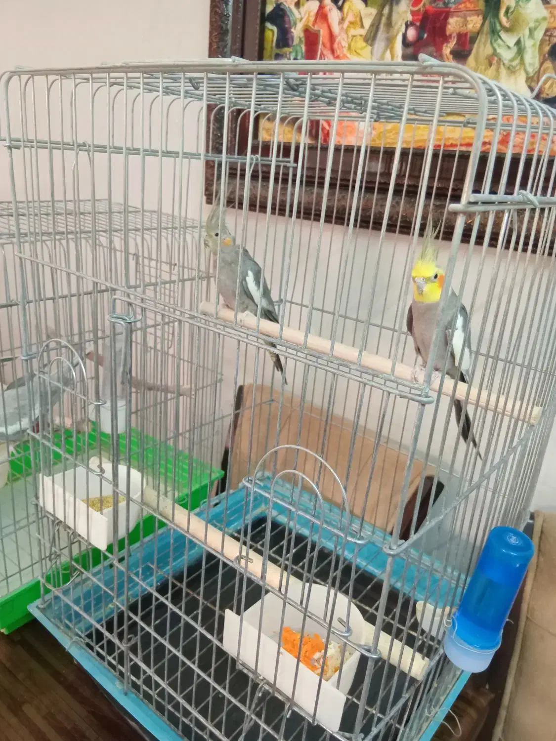 عروس هلندی مولد|پرنده|قزوین, |دیوار