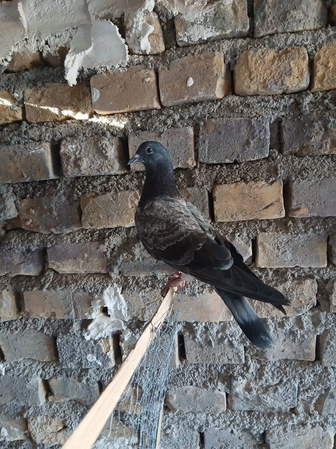 کفتر|پرنده|اردکان, |دیوار