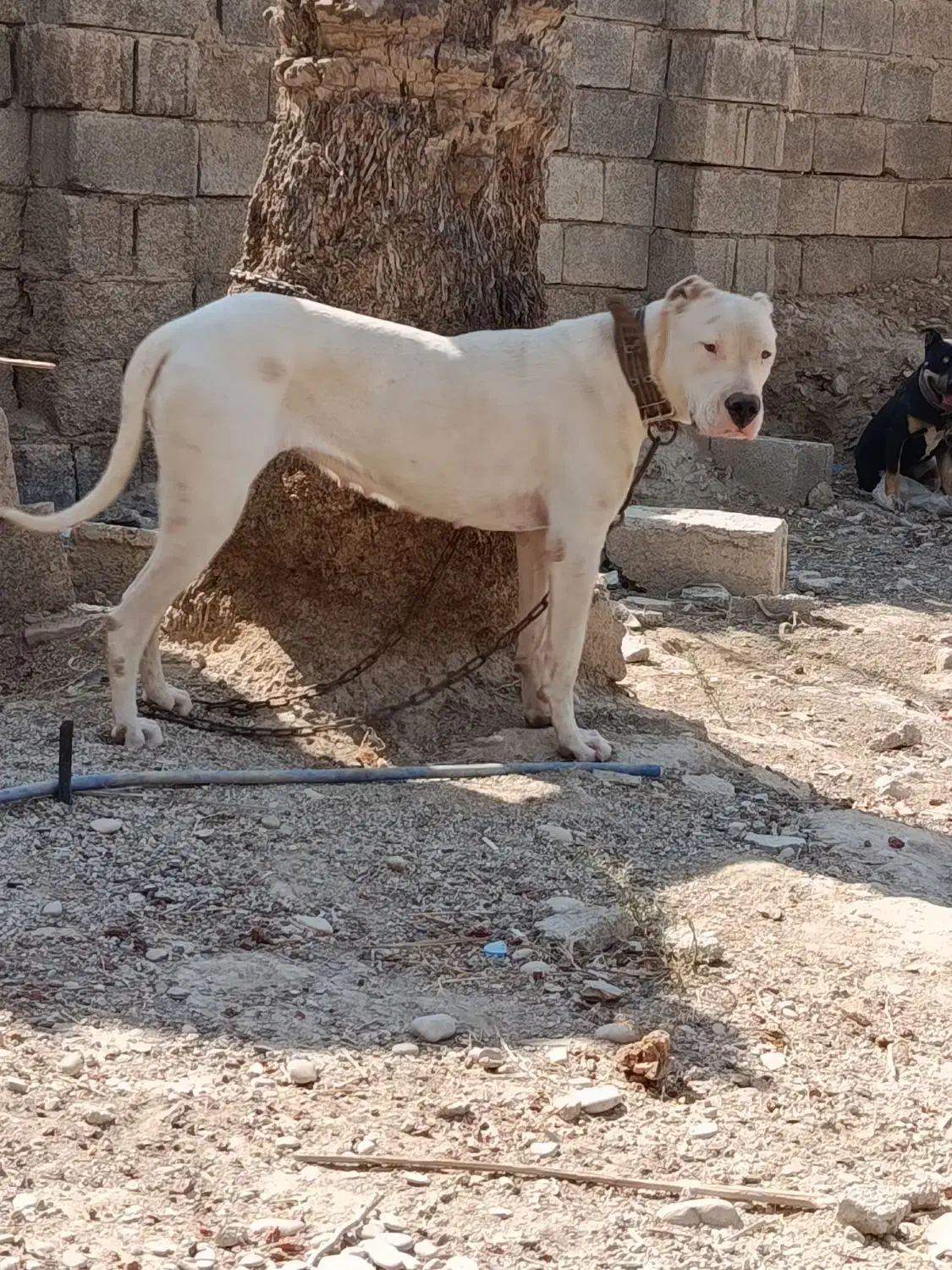 واگذاری داگو 13ماهه|سگ|وحدتیه, |دیوار