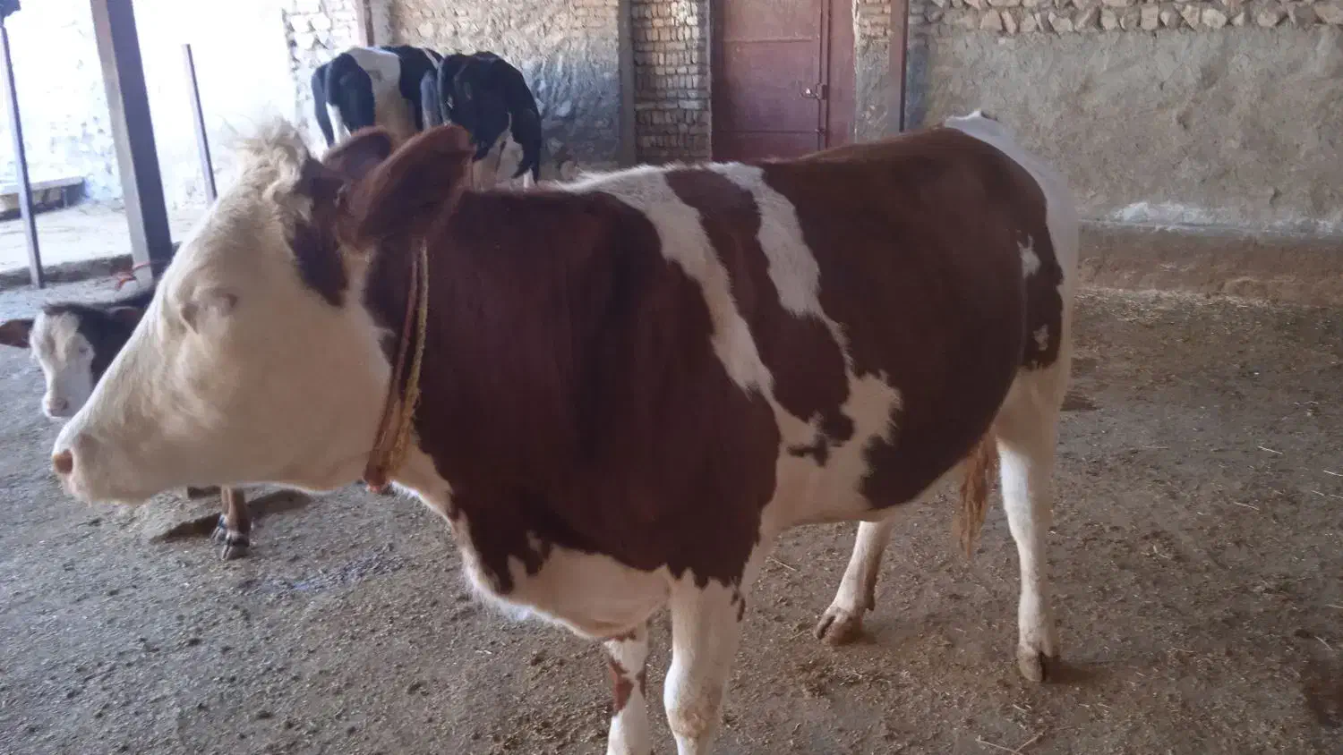 یک راس تلیسه سیمینتال|حیوانات مزرعه|کوهدشت, |دیوار