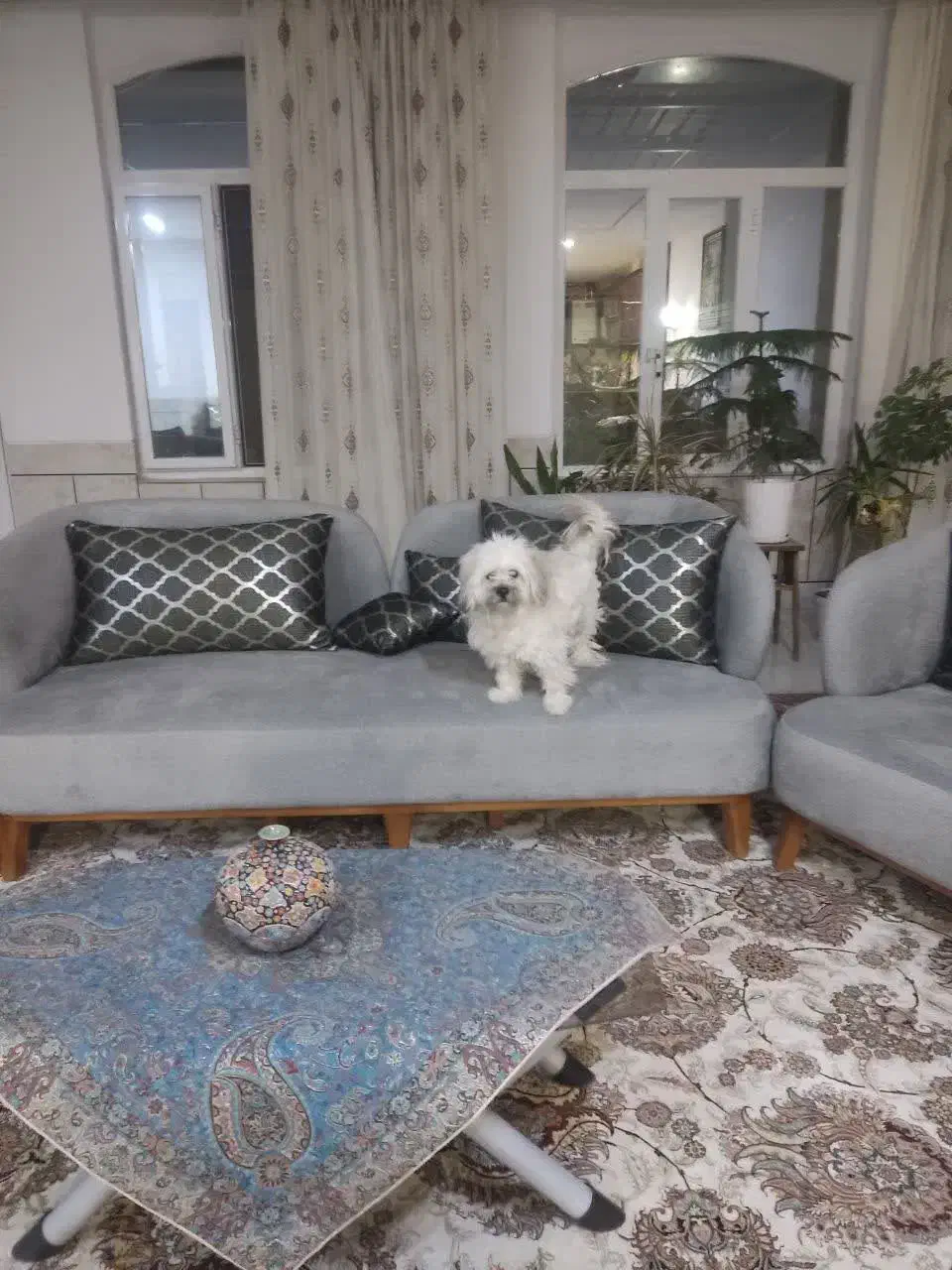 سگ شیتزو|سگ|اصفهان, گرکان|دیوار