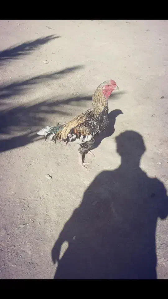 خروس لاری فروشی ومعامله ای|حیوانات مزرعه|سراوان, |دیوار