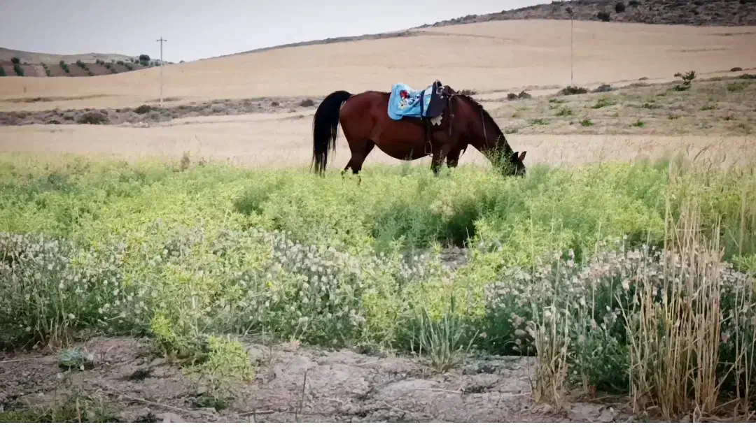 مادیان ترکی قدیمی|اسب و تجهیزات اسبسواری|ارژن, |دیوار