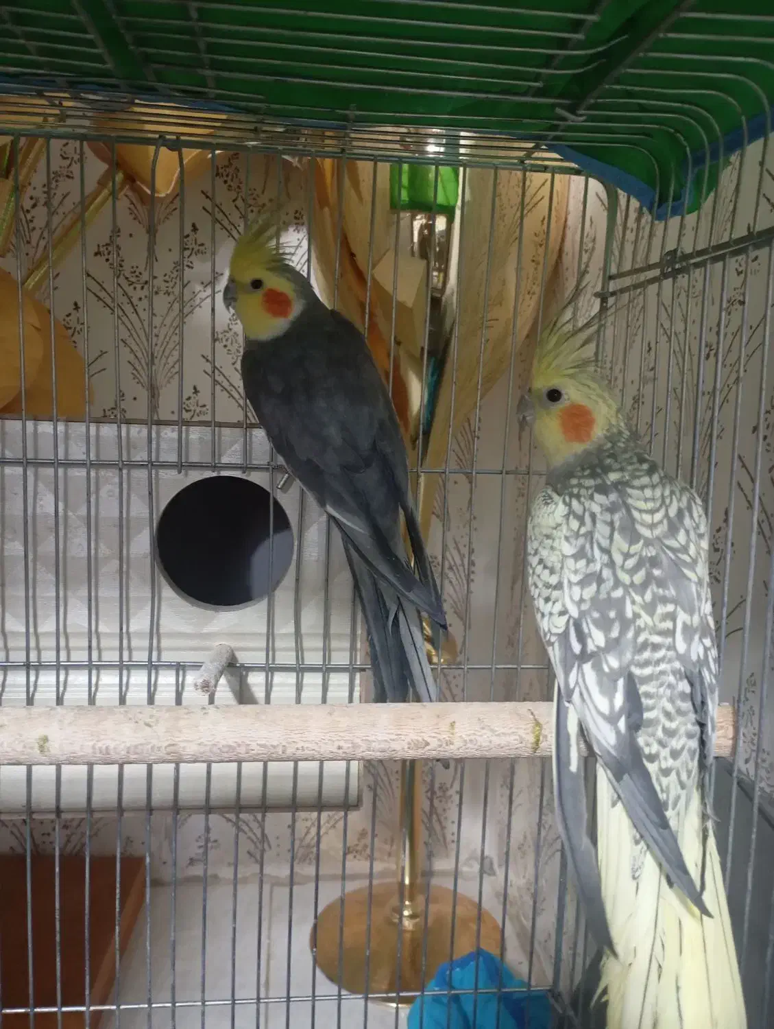 عروس هلندی|پرنده|سیرجان, |دیوار