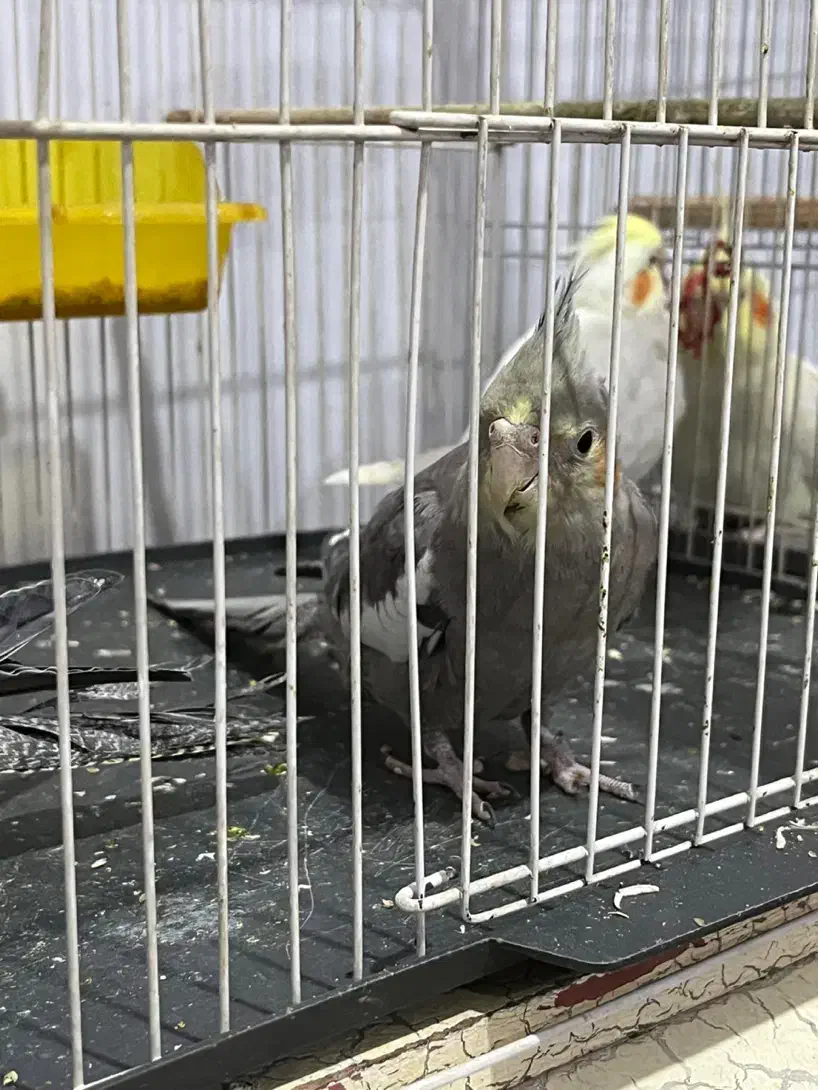 جوجه عروس هلندی سخنگو|پرنده|اهواز, منازل کارون|دیوار